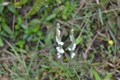 Spiranthes sinensis
